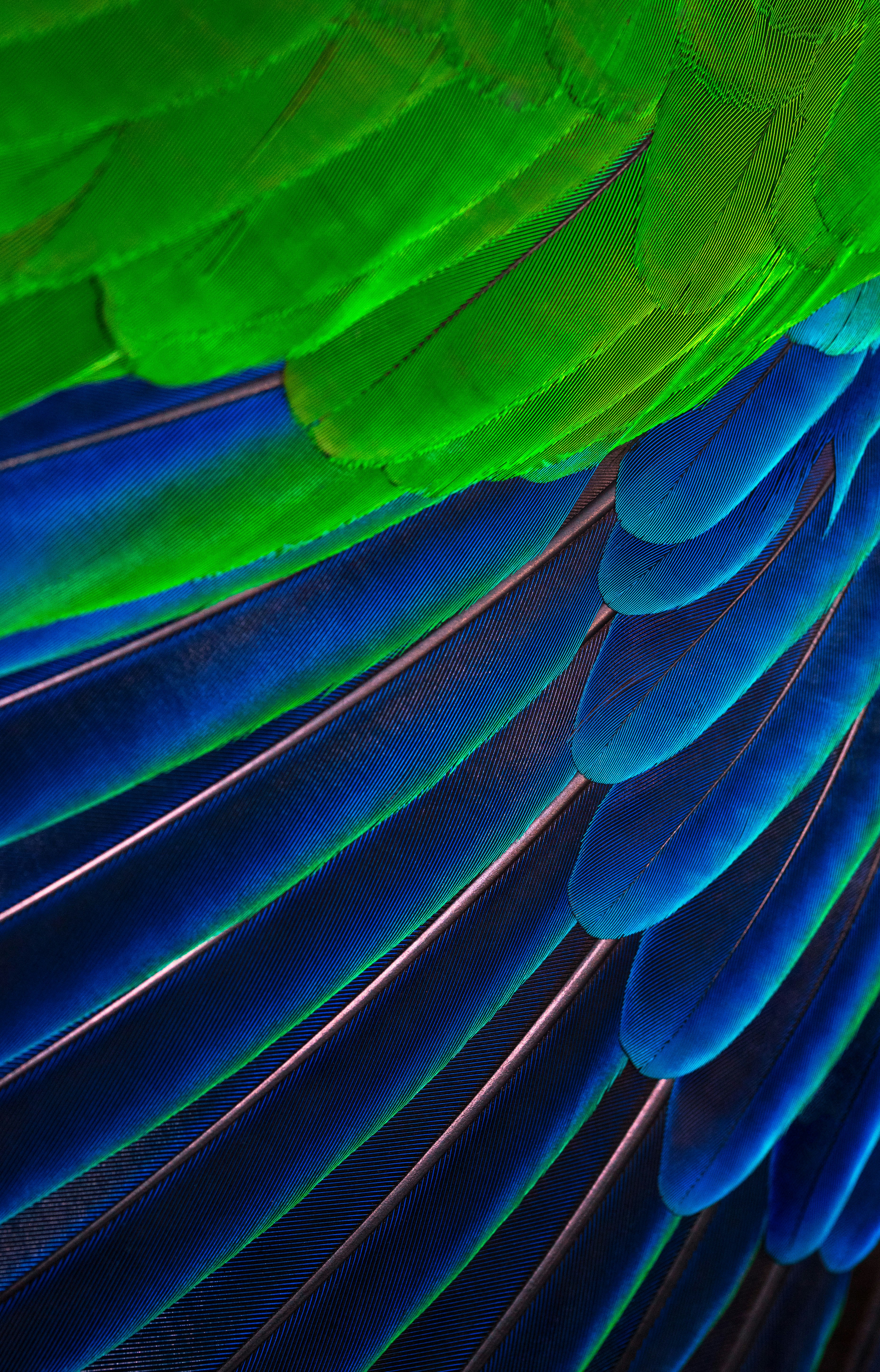 green and blue feather close-up photography