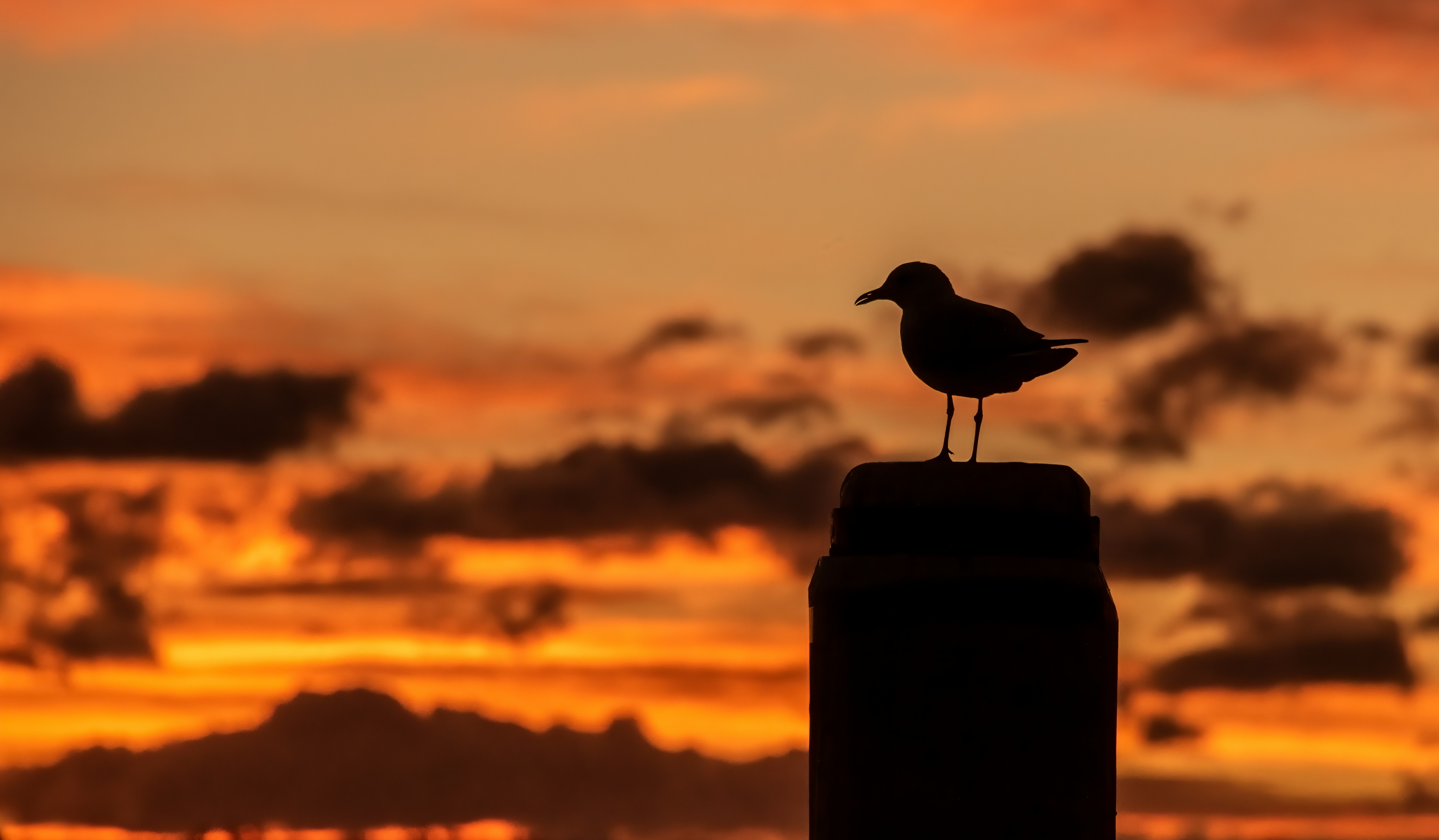 A seagull admires the start of a new day.