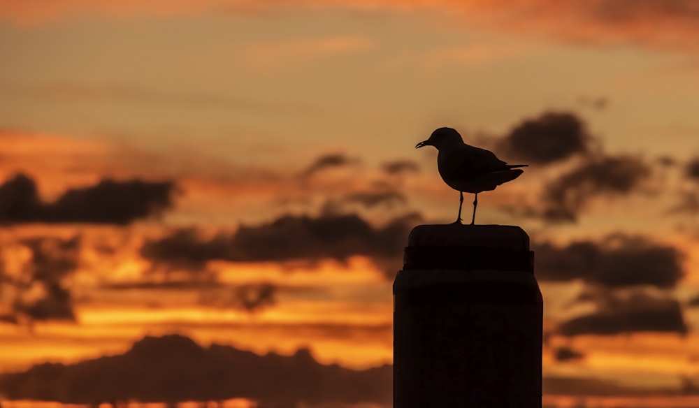 Vogel sitzt während der goldenen Stunde auf dem Pfosten