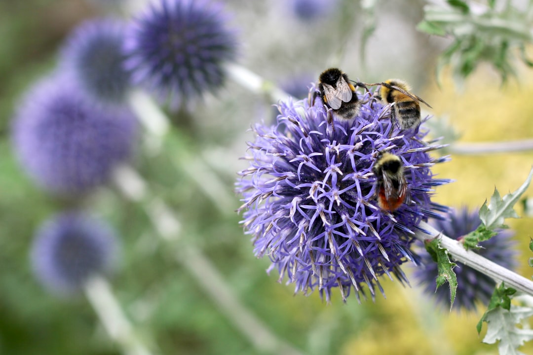 bees pollinating on flower