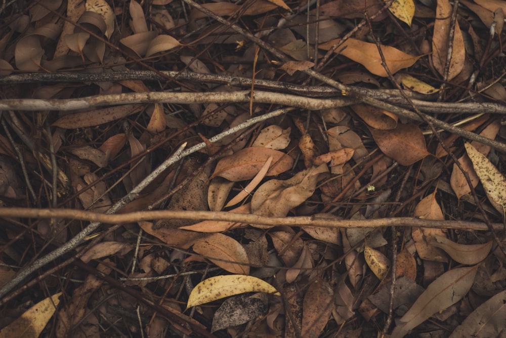 brown dried leaves and twigs