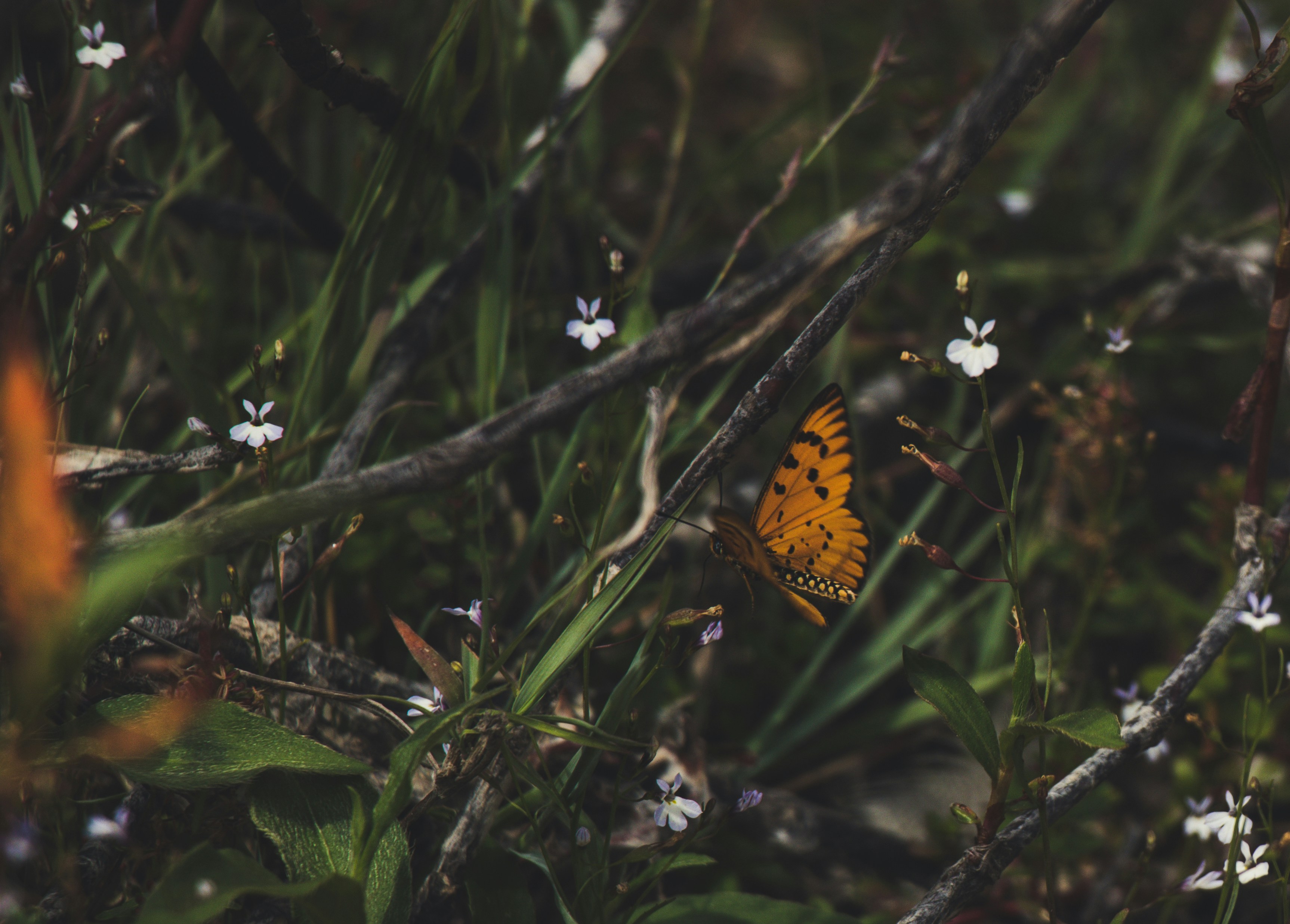 Photo by liamdhunter