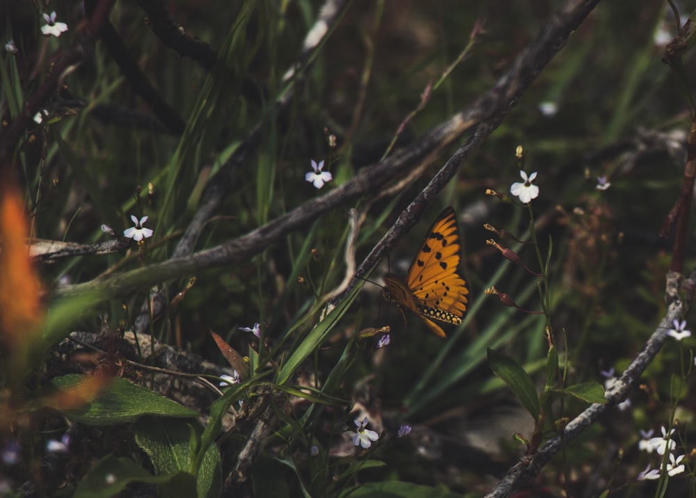 brown and yellow butterfly on gran leaf