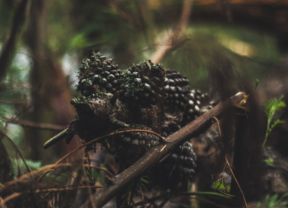 black twigs and green leaves