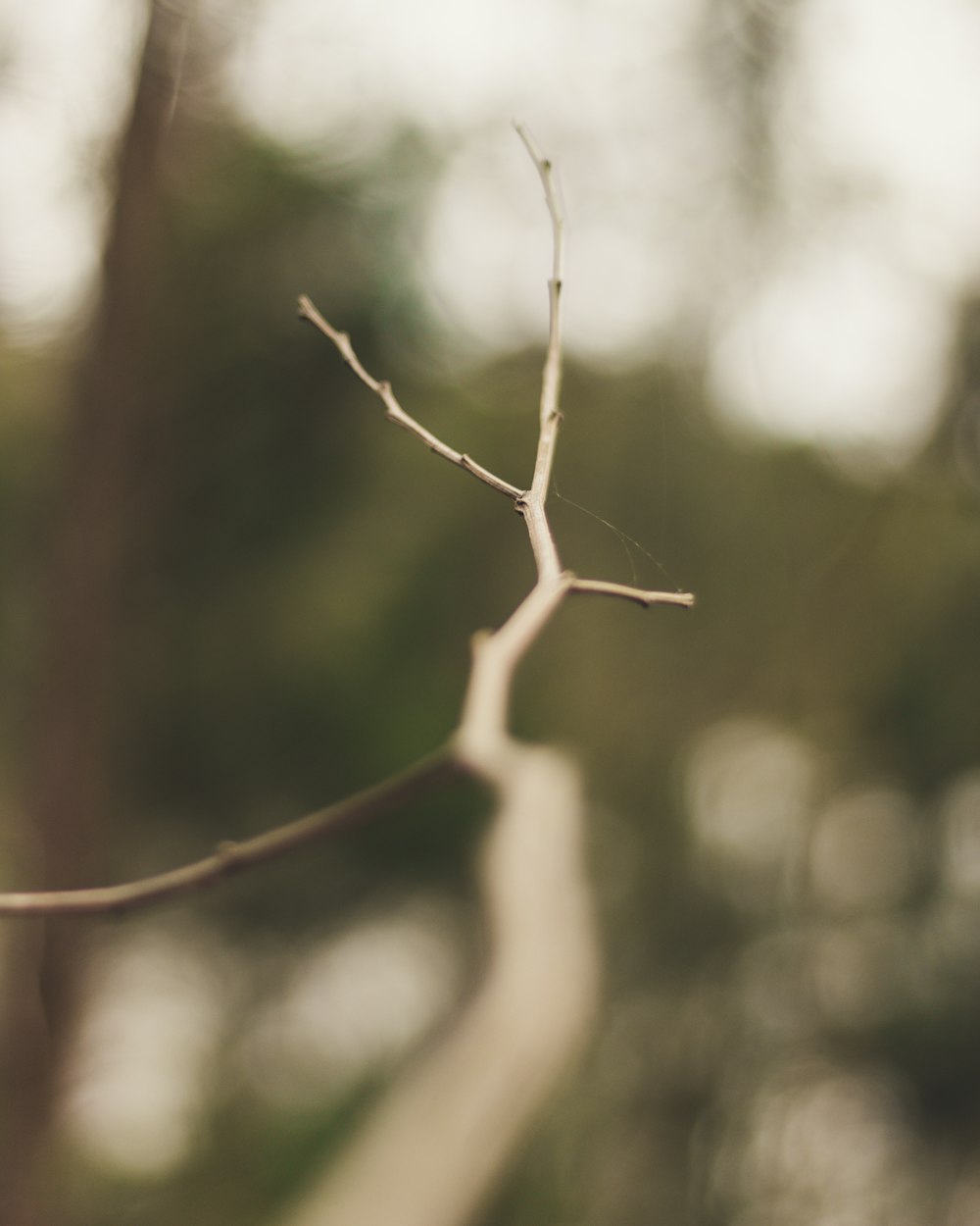 leafless branch