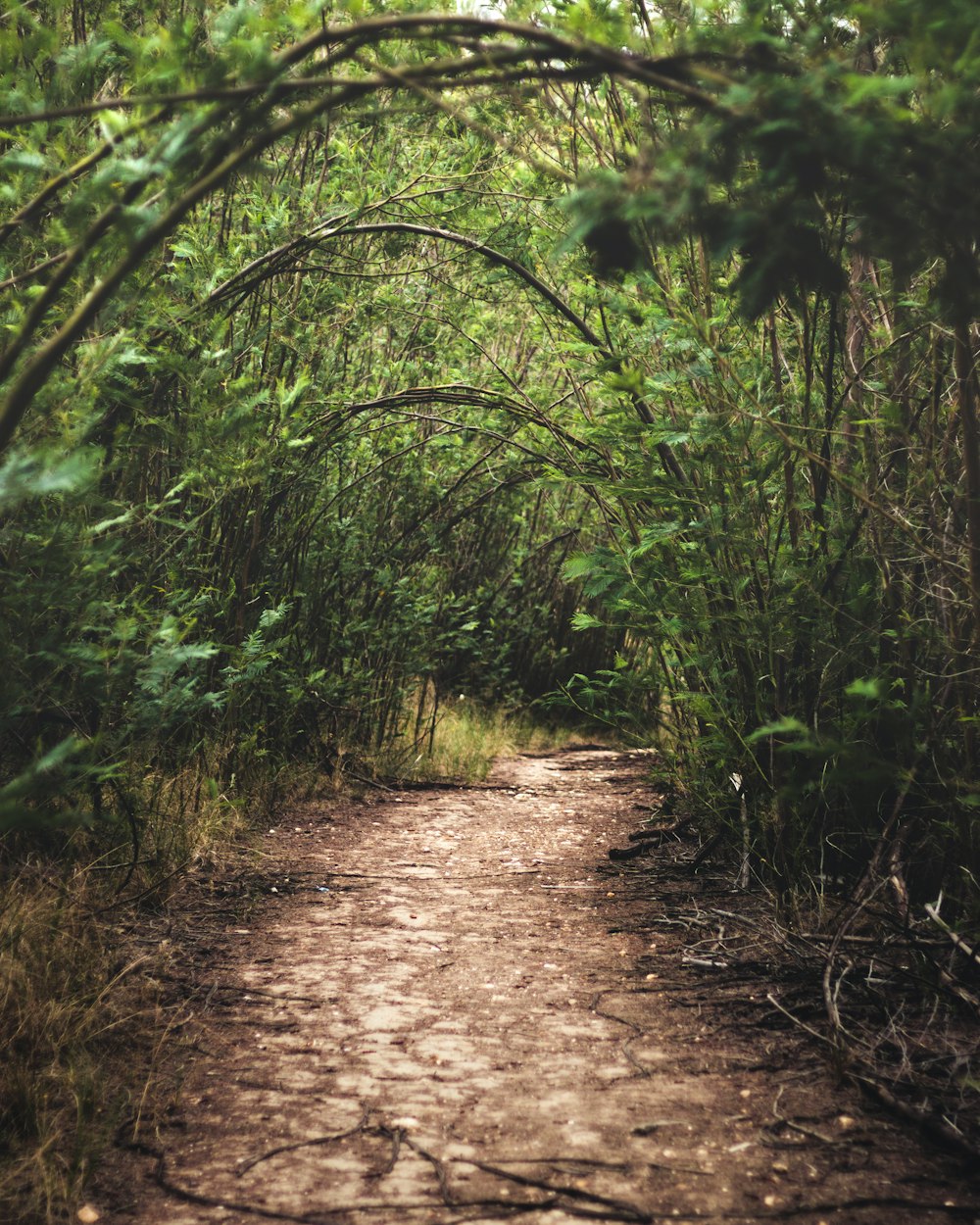 forest during daytime