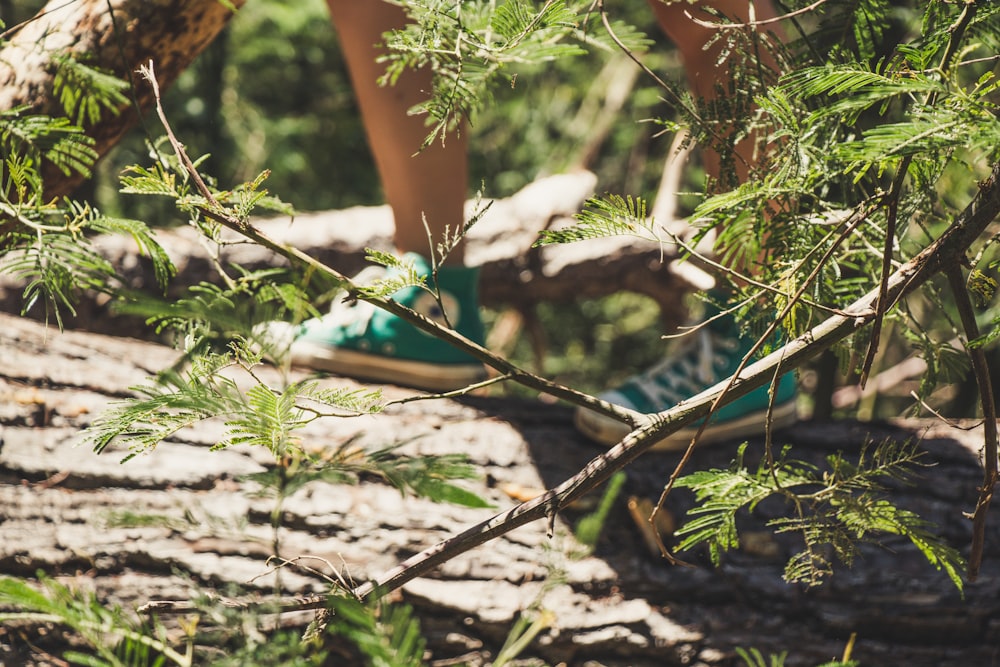 green leafed plants