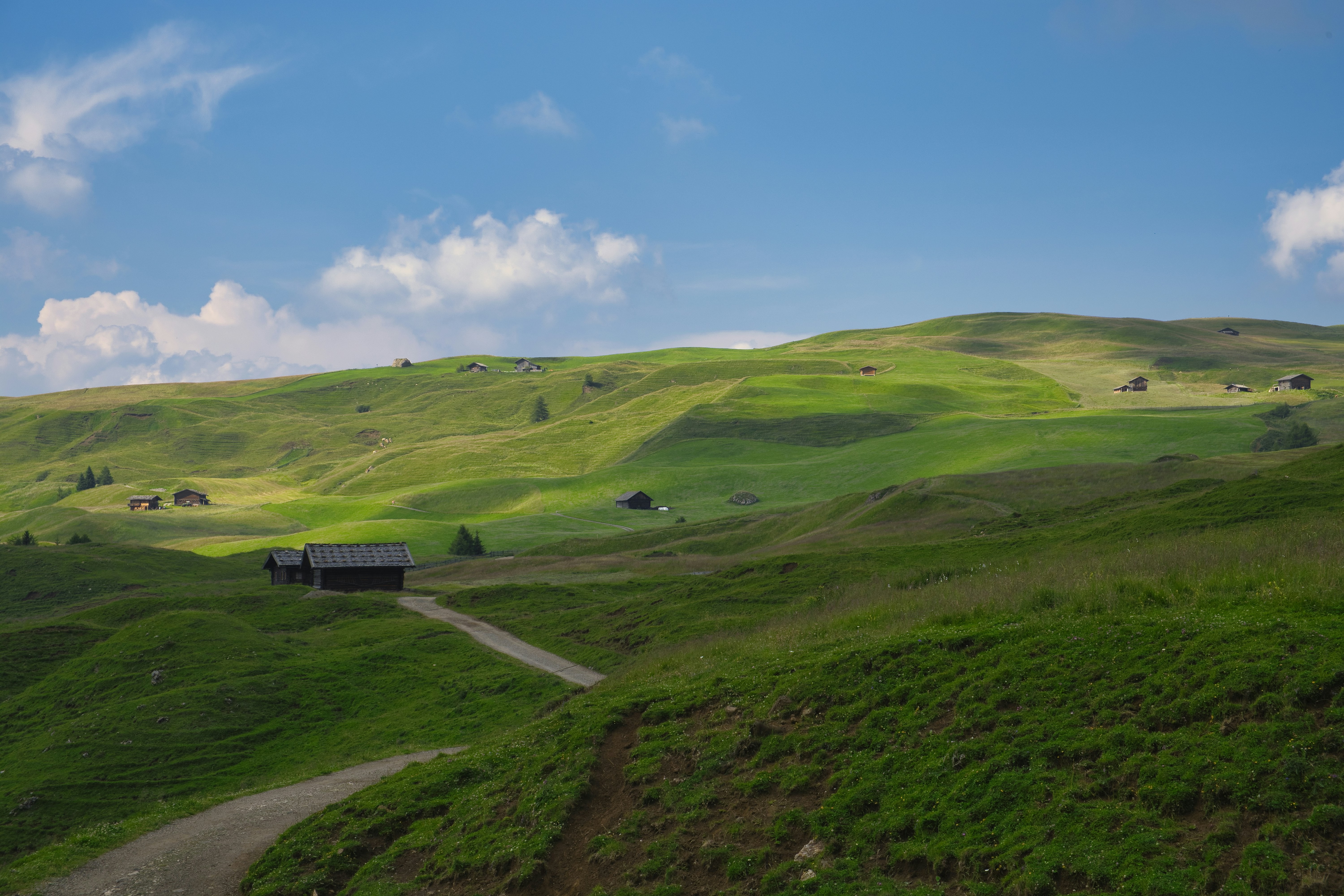 green grass field scnery
