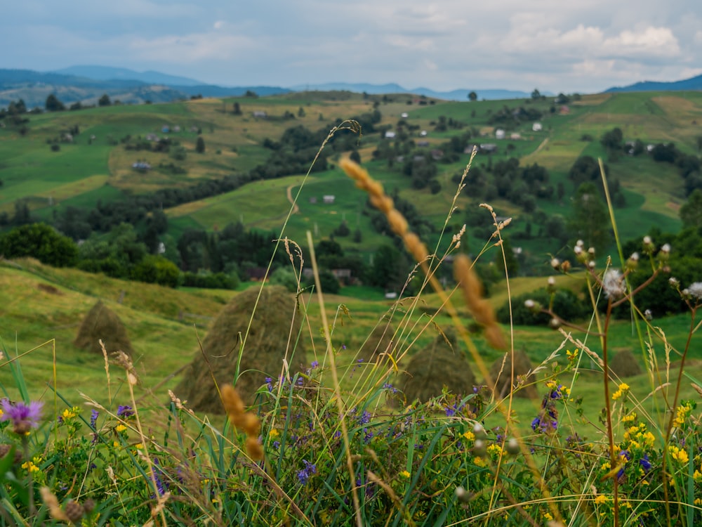 grass and tree covered field during day