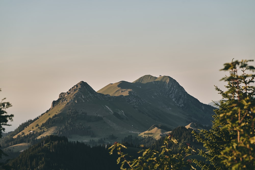 green-leafed trees at the bottom of the mountain during daytime