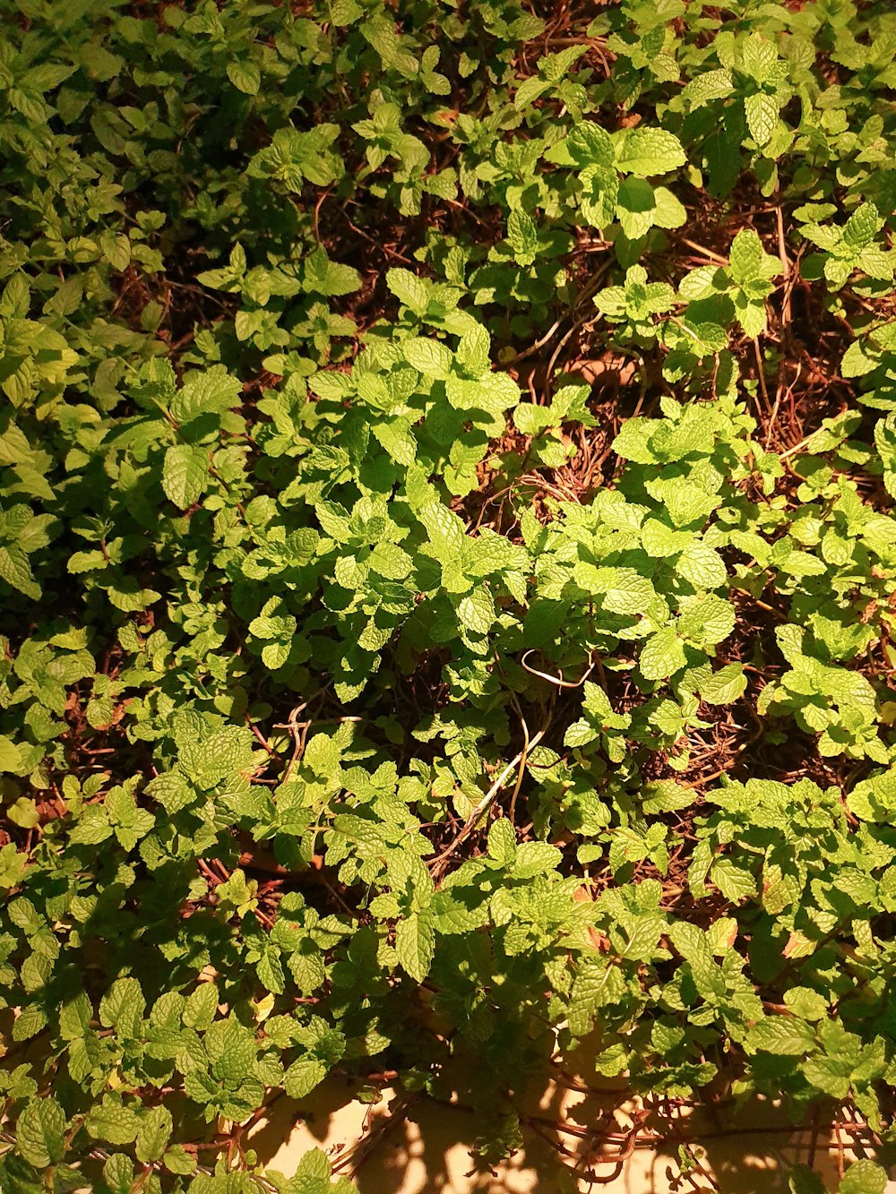 green plant