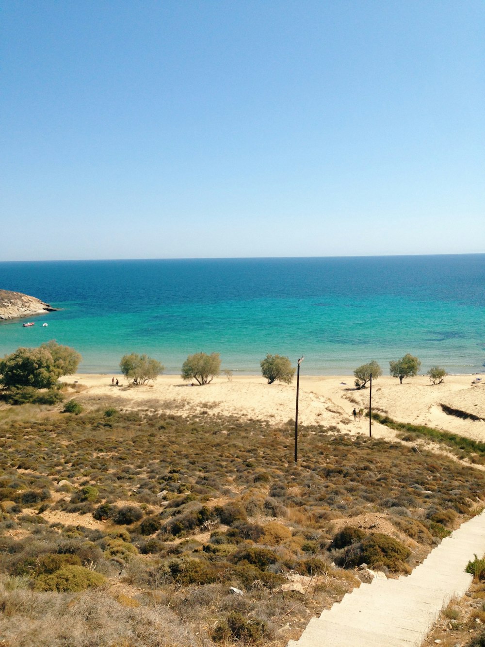 trees near seashore during daytime