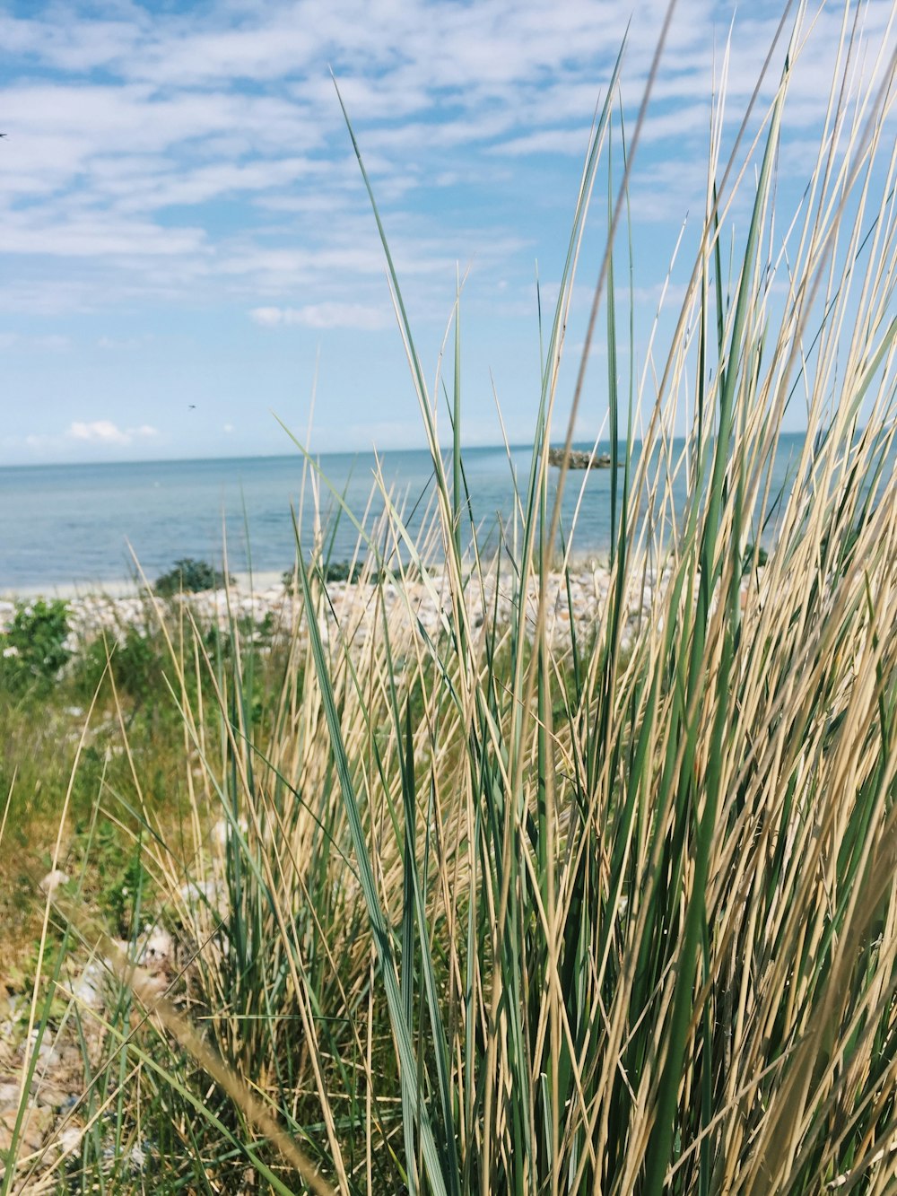 green grass on shore during day