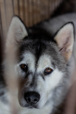 Close-up of a Siberian Husky's thick fur and alert expression on a chilly day.