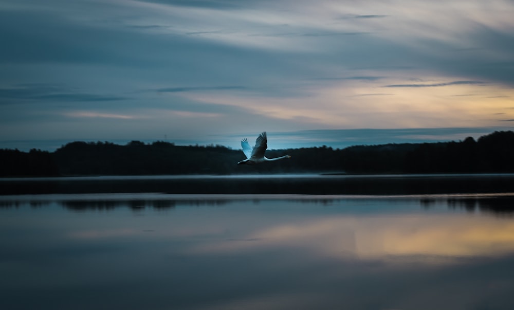 white bird on mid air