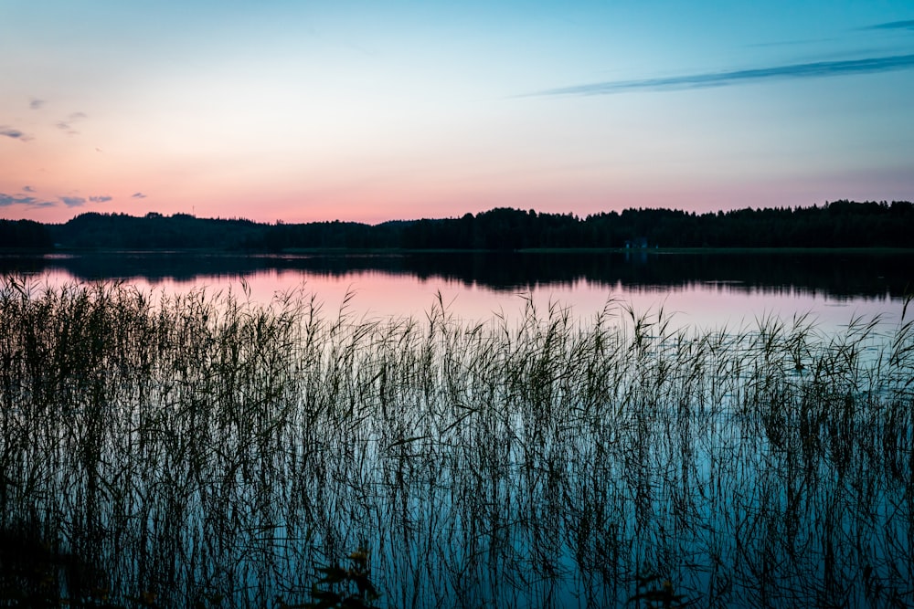 silhouette of grass on body of water