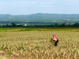 A person wearing a red top and purple headscarf is working in a field filled with rows of young plants. In the background, there are rolling hills and a clear blue sky. The landscape extends far into the distance with a hint of a town or buildings visible at the base of the hills.