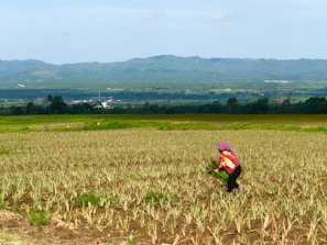 A person wearing a red top and purple headscarf is working in a field filled with rows of young plants. In the background, there are rolling hills and a clear blue sky. The landscape extends far into the distance with a hint of a town or buildings visible at the base of the hills.