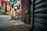 brown and yellow rooster