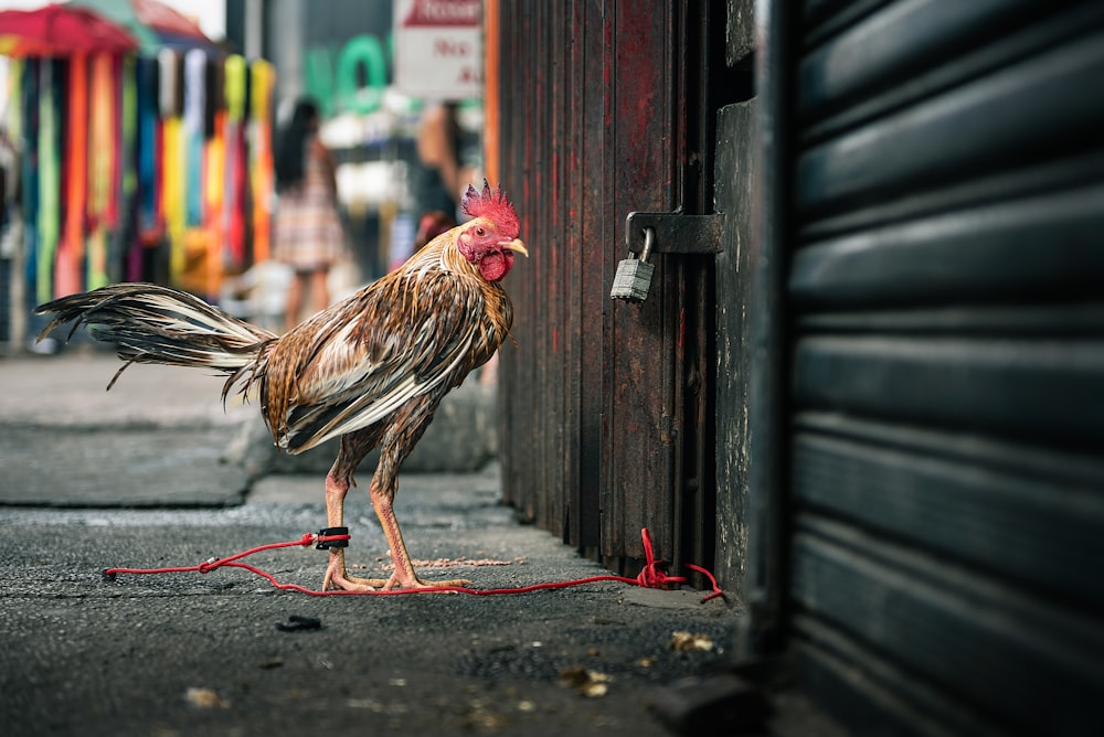 brown and yellow rooster