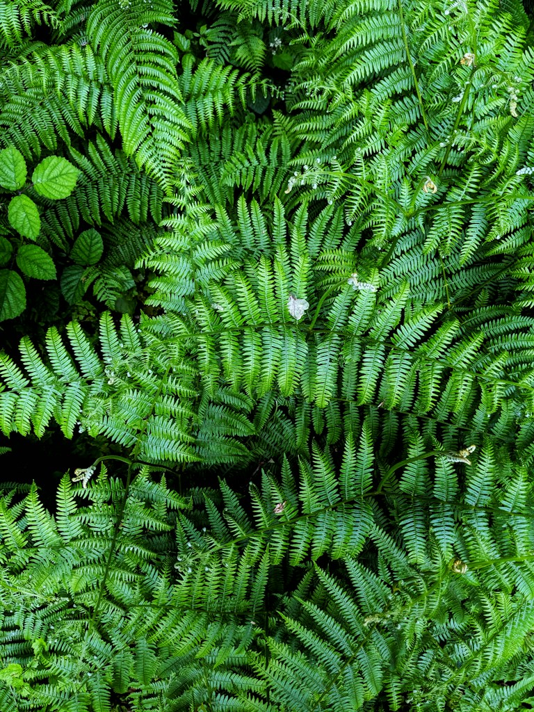 Boston Fern