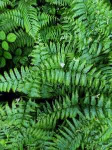 Boston Fern