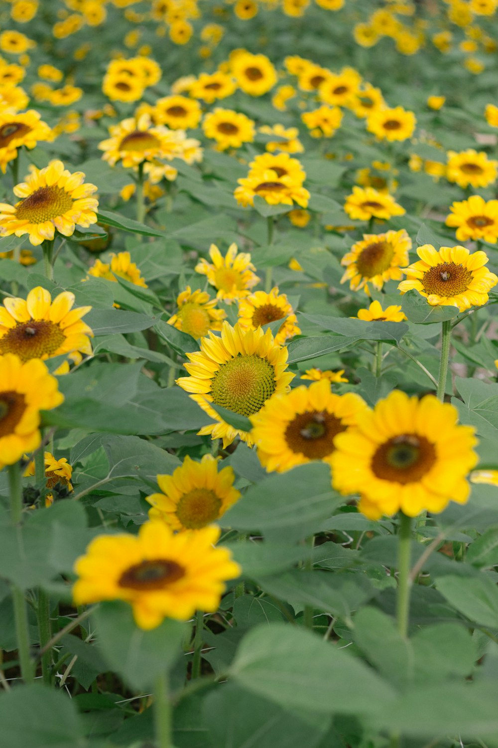 sunflower field