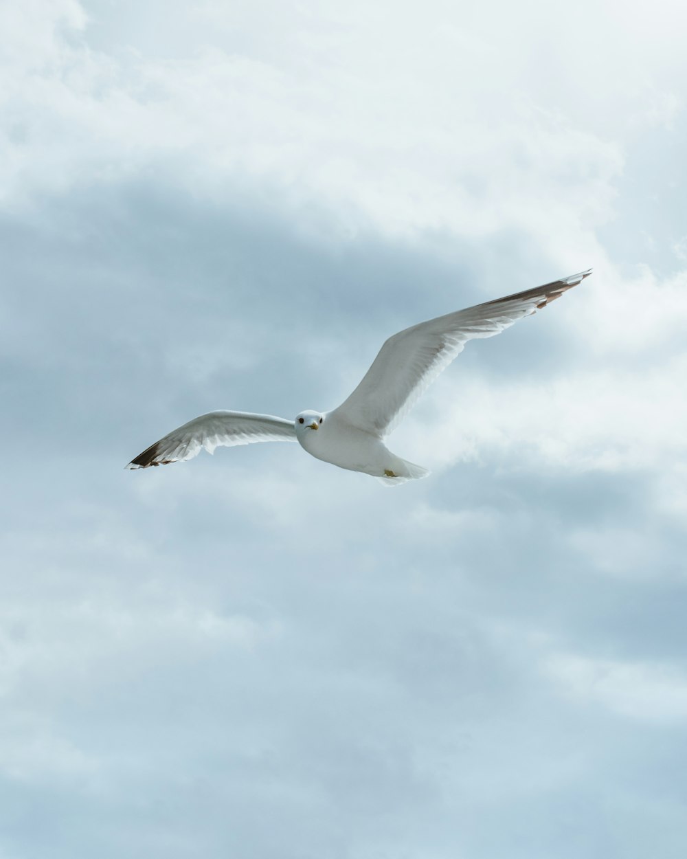 white bird in sky during daytime