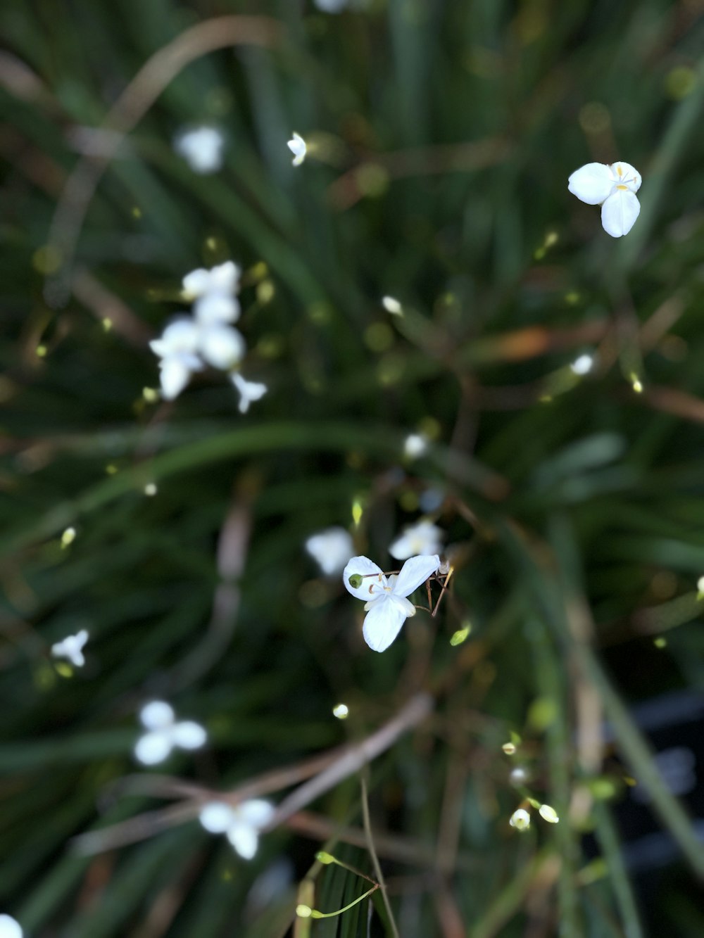 white petaled flower