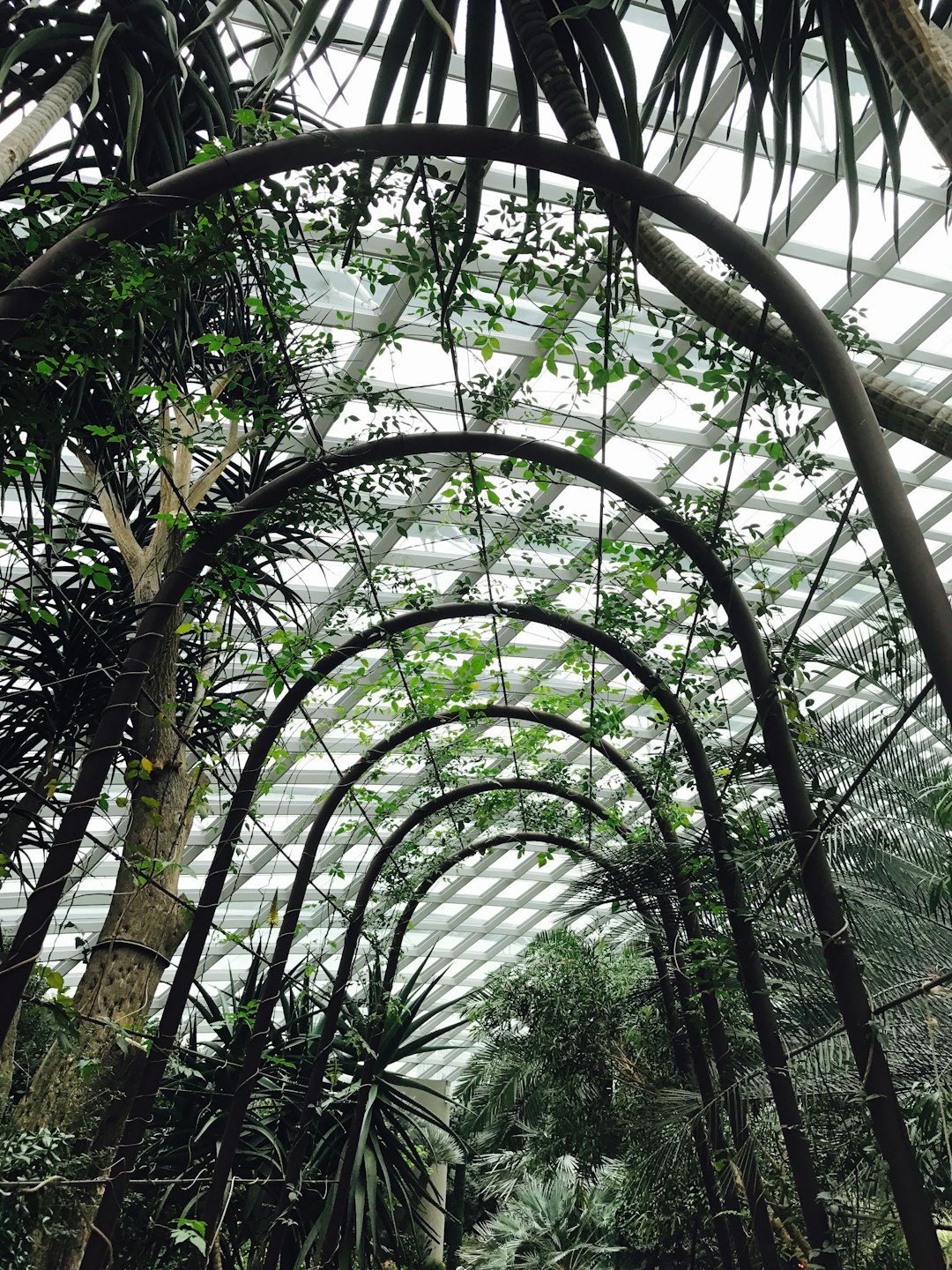 Rainforest photo spot Unnamed Road Singapore Botanic Gardens