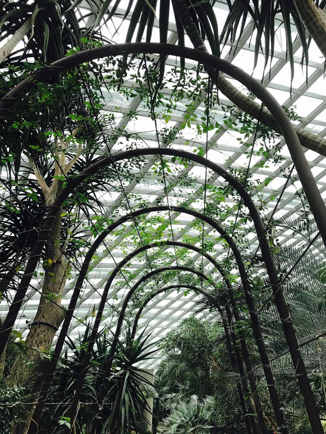 Rainforest photo spot Secret Spot Singapore