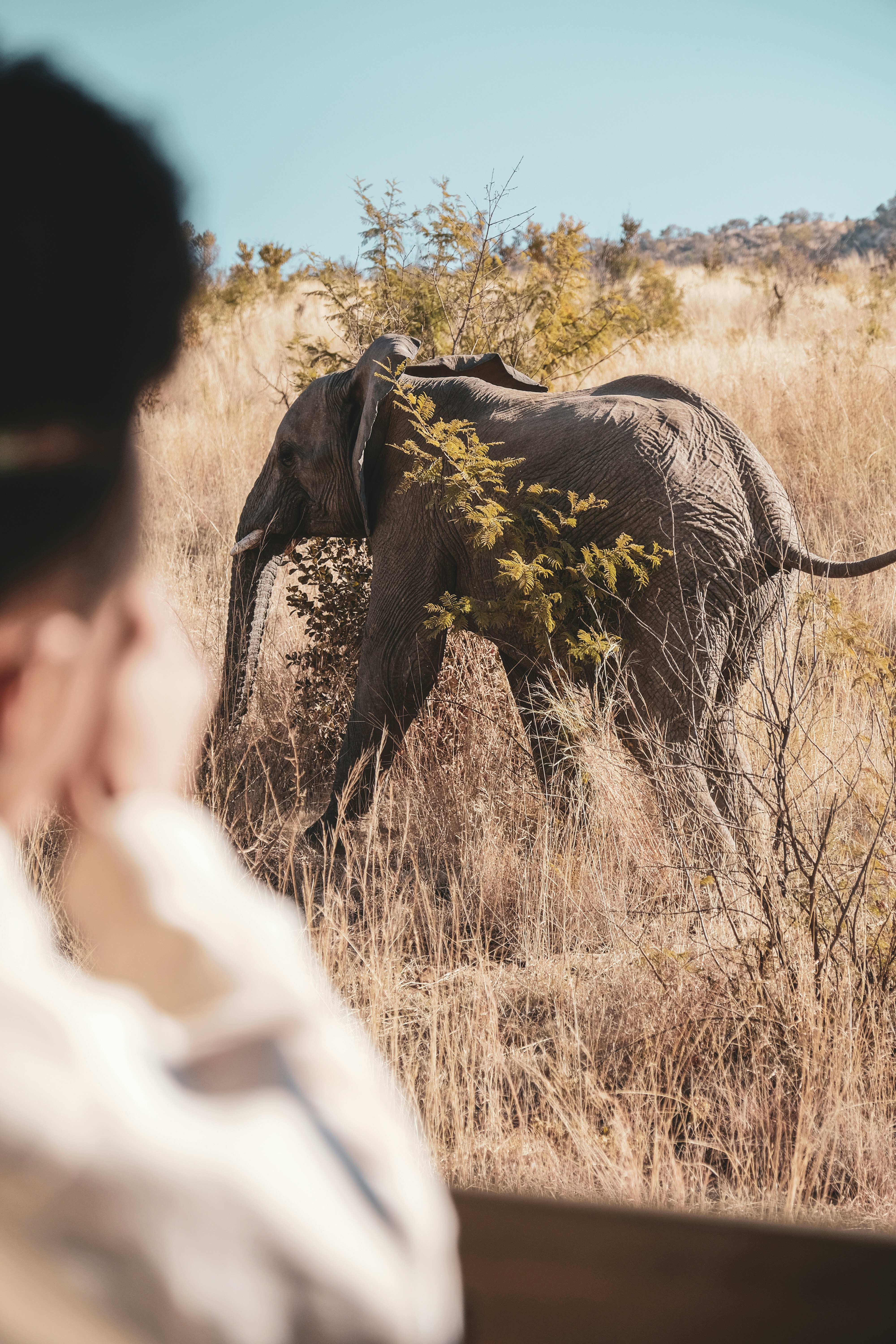 Grauer Elefant umgeben von Pflanzen