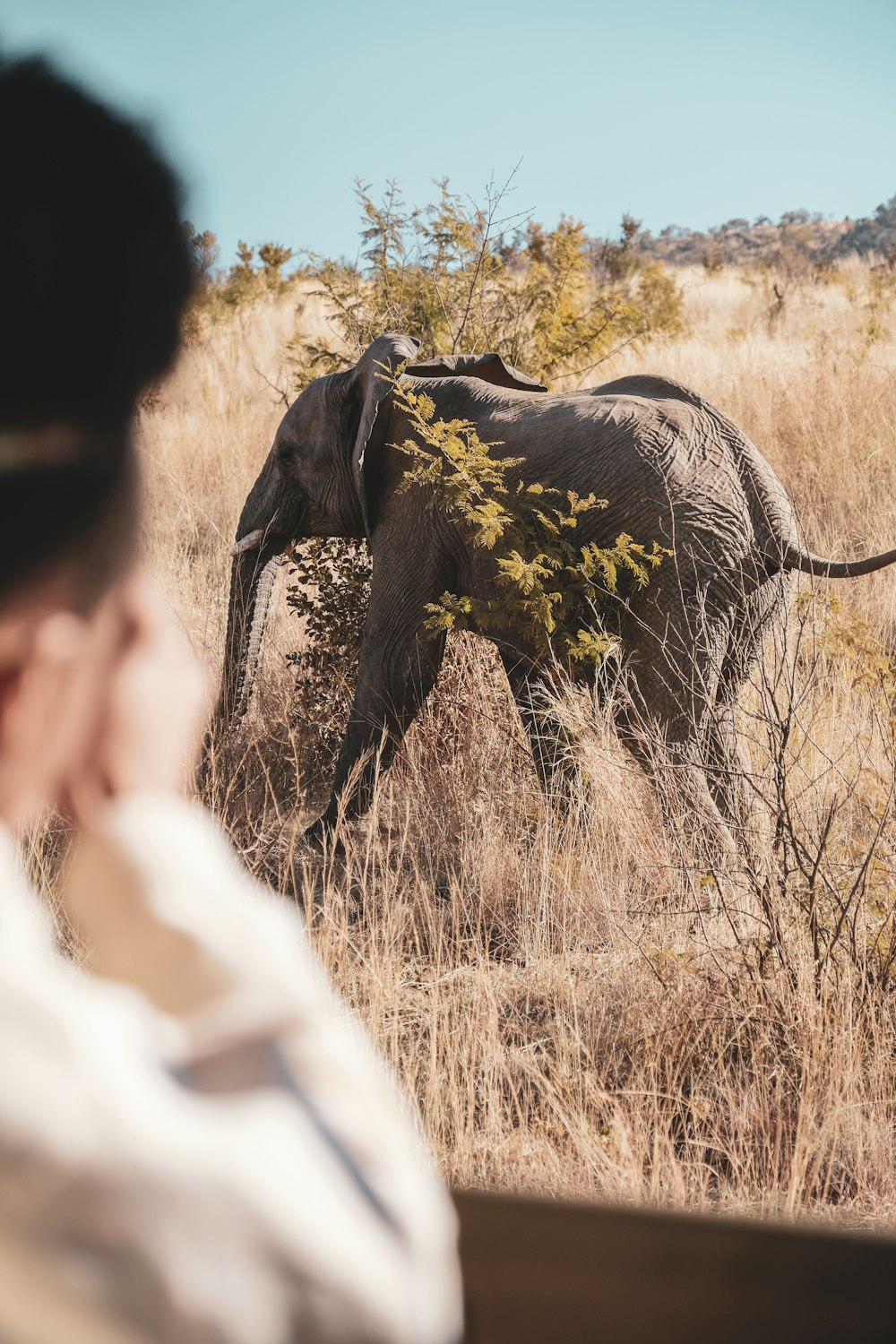 gray elephant surrounded by plants