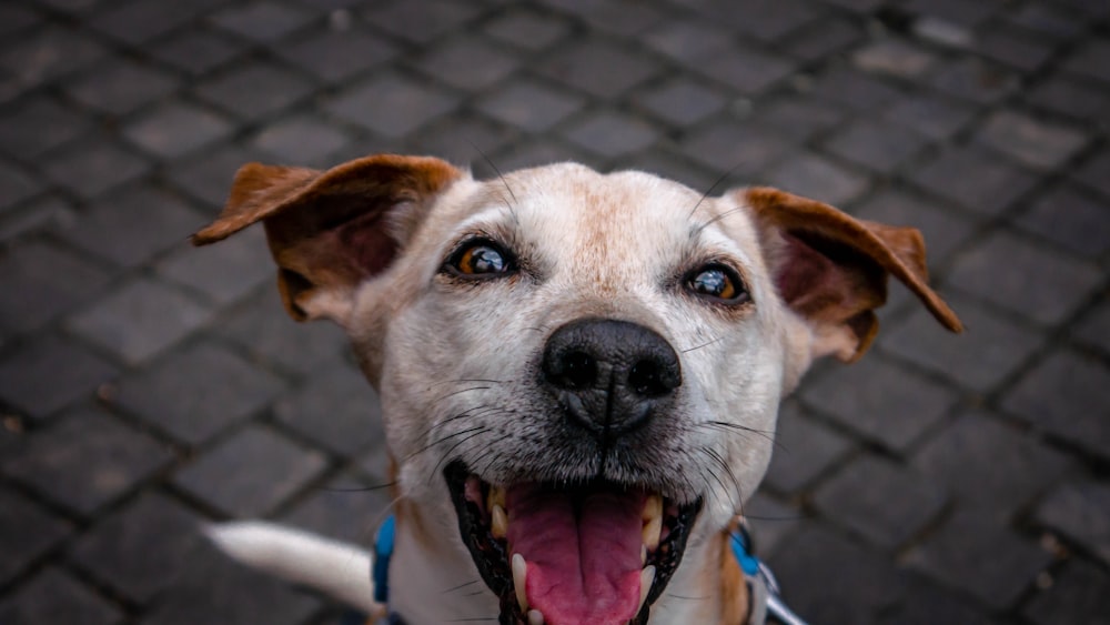 photo of white and brown coated dog