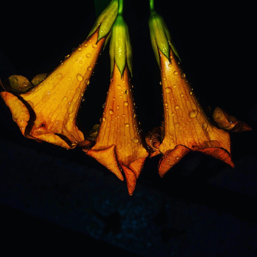 three flowers with raindrops