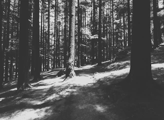 Monochrome image of a Brazilian forest with sunlight filtering through trees.