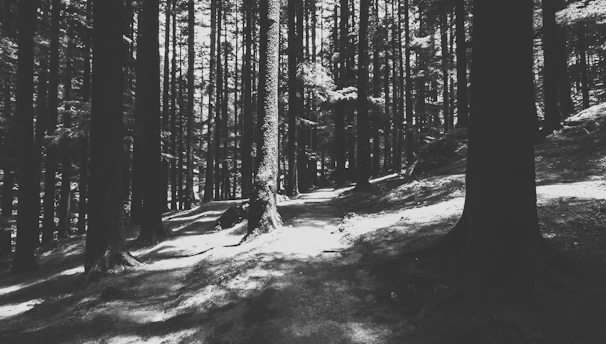 Monochrome image of a Brazilian forest with sunlight filtering through trees.