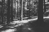 Monochrome image of a winding forest path bathed in soft light, inviting exploration.