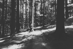 Monochrome image of a winding forest path bathed in soft light, inviting exploration.