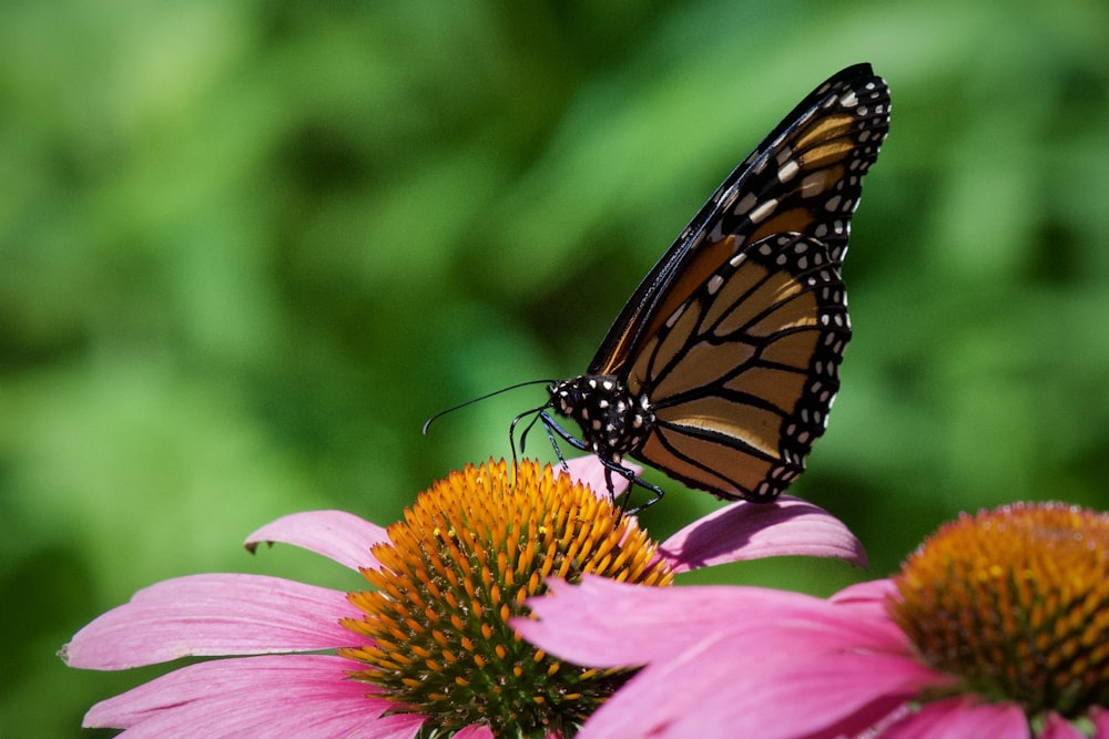 monarch butterfly on purple flower in macro photography