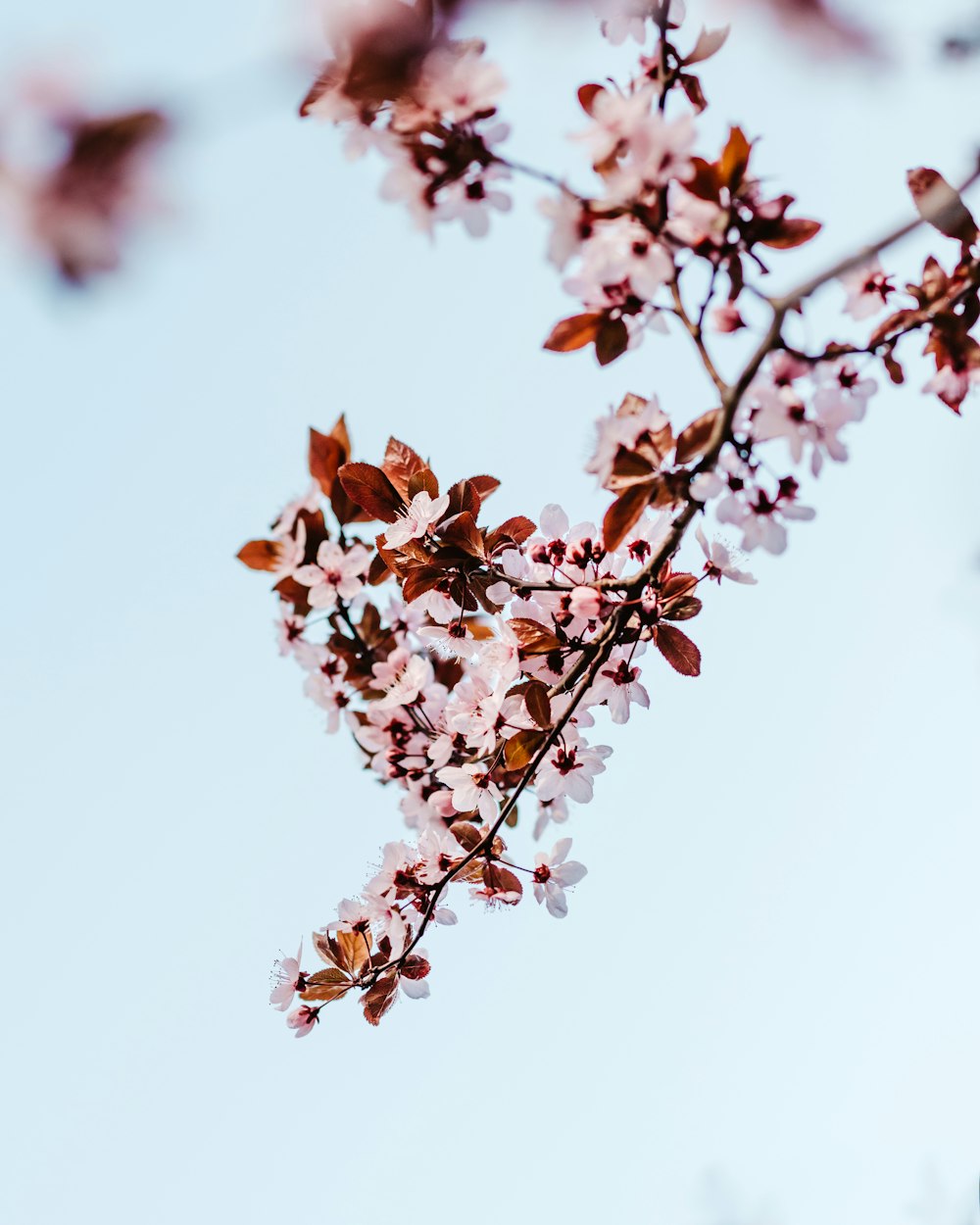 white petaled flowers