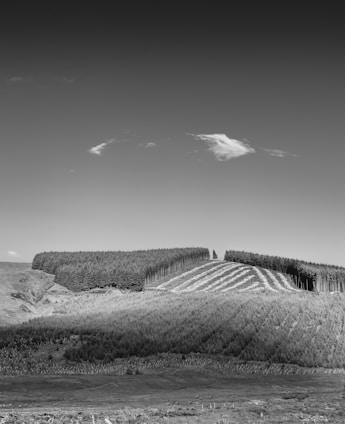 A black and white landscape featuring rolling hills with dense rows of trees, possibly a plantation or forest. The sky is mostly clear with a few small clouds, and the terrain is structured in a way suggesting careful cultivation.