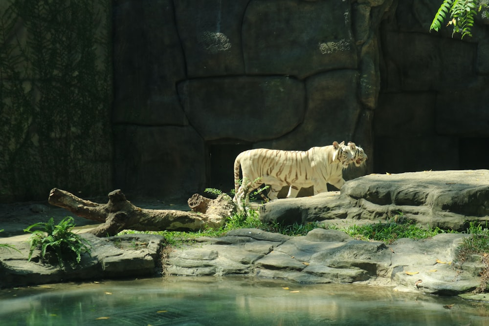 white bengal tiger