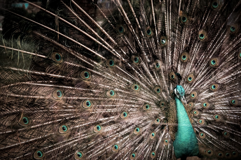 photo of brown and teal peacock