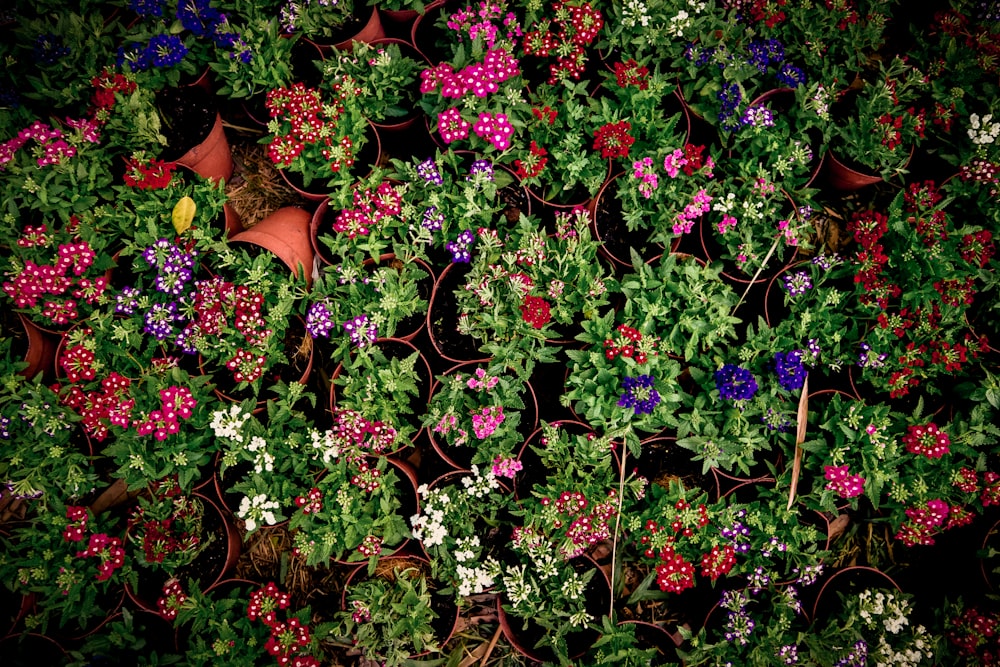 multicolored flowers in bloom