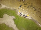 Several paddleboards are arranged on a sandy beach next to a grassy area. The beach is adjacent to a body of water with a few ripples visible. The boards are mostly black, yellow, and red, lying parallel to the waterline. The surrounding area is lush with green grass and there are small patches of sand.