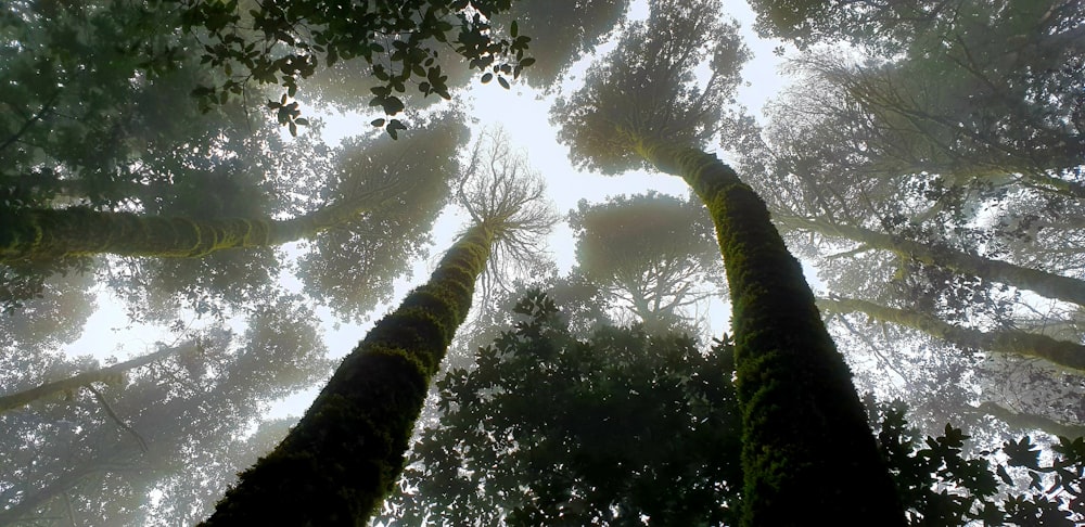 green leafed trees