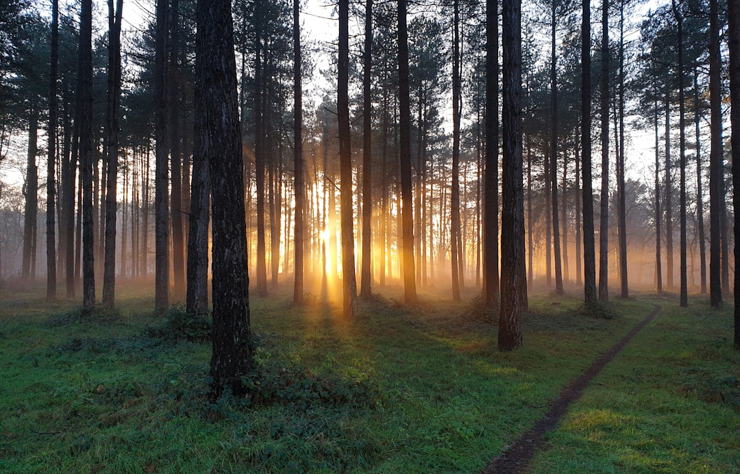 Forest photo spot Unnamed Road Ely