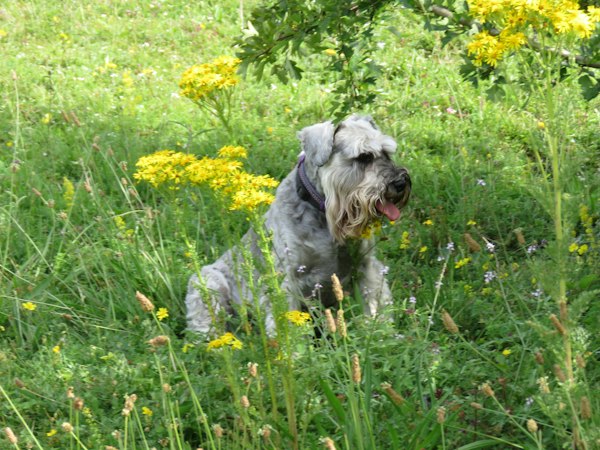 Silver Miniature Schnauzer sitting among yellow wildflowers in a meadow.