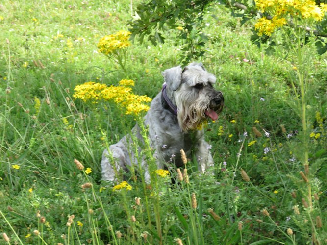 Gray Miniature Schnauzer sitting among grass and yellow flowers